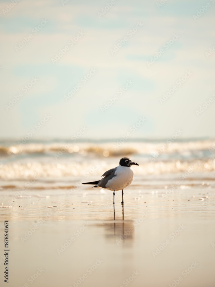 Fototapeta premium Seagull standing in the waves