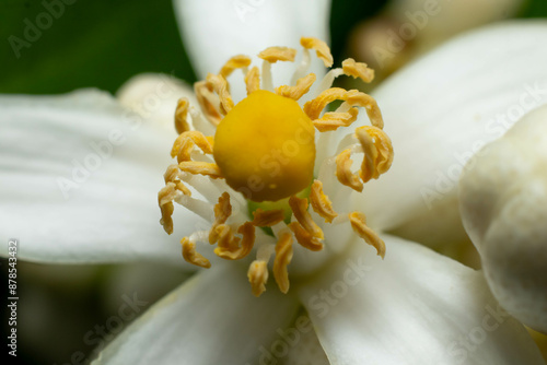 Obraz na plátně Macro of lemon flower pollen