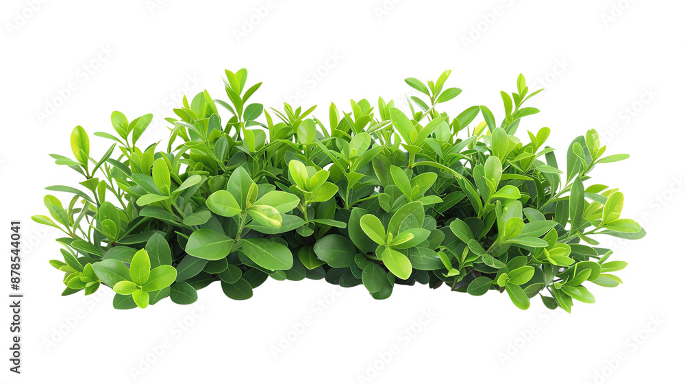 Obraz premium Lush green shrub isolated on white background, perfect for landscaping projects and botanical illustrations.