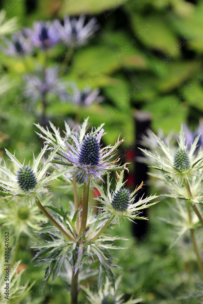 Closeup of Alpine Sea holly blooms and foliage, North Yorkshire England
Closeup of Alpine Sea holly blooms and foliage, North Yorkshire England