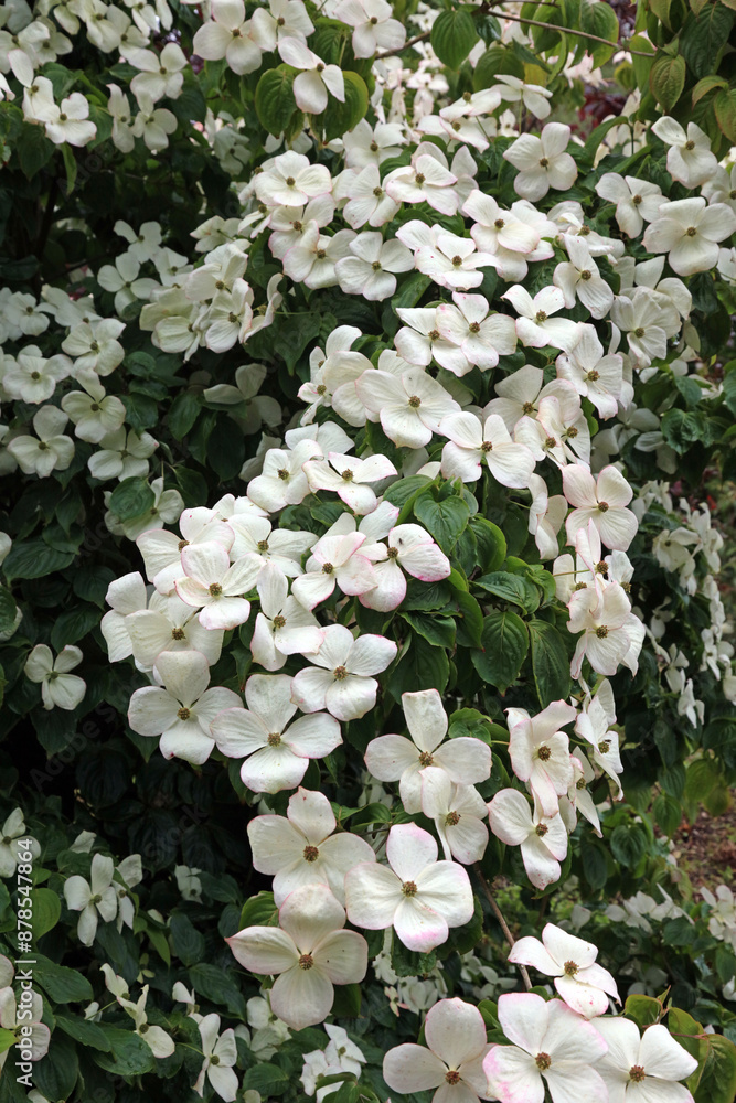 Dogwood tree in full bloom, North Yorkshire England
Dogwood tree in full bloom, North Yorkshire England