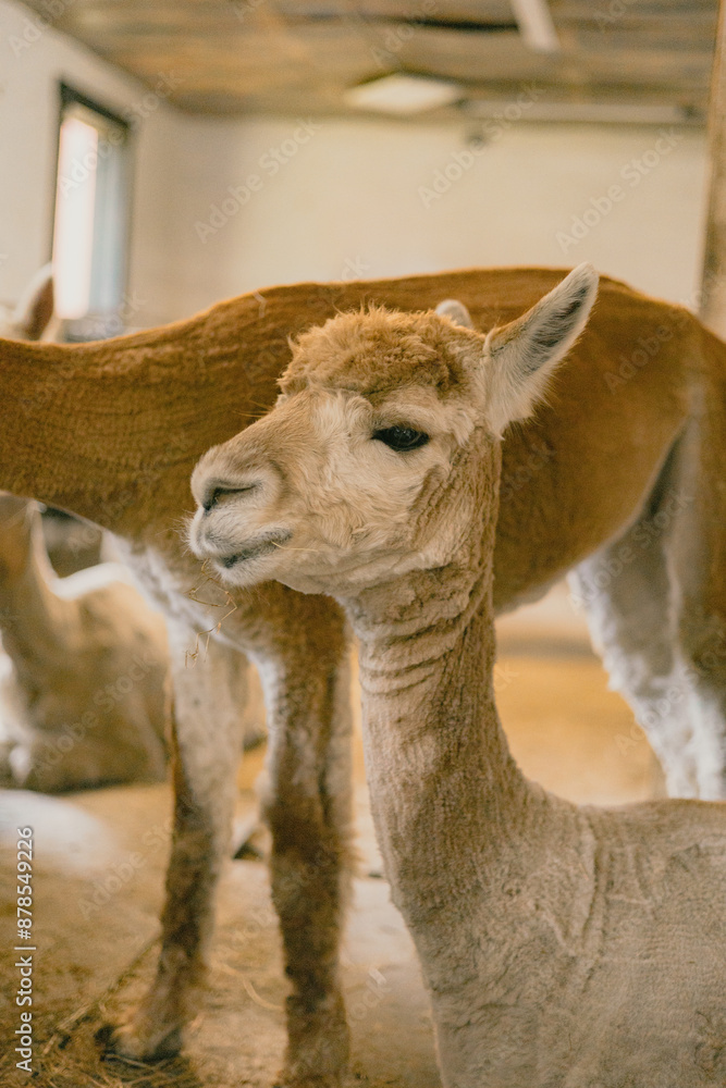 Obraz premium close up of an alpaca