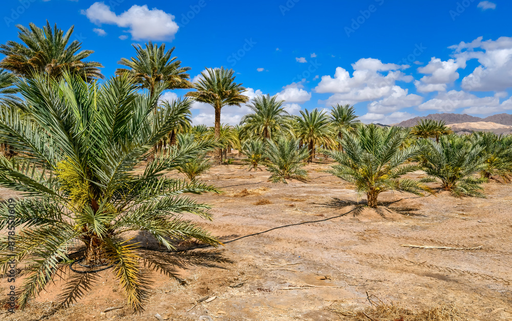 New plantings of young date palm trees in desert area of the Middle East. Date palm is iconic ancient plant and famous food crop in Middle East and North Africa, it has been cultivated for 5000 years New plantings of young date palm trees in desert area of the Middle East. Date palm is iconic ancient plant and famous food crop in Middle East and North Africa, it has been cultivated for 5000 years