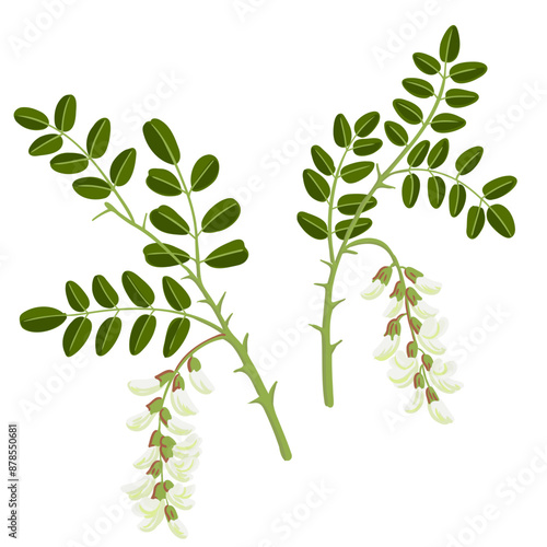 black locust, false acacia, vector drawing tree branch with flowers and green leaves isolated at white background, Robinia pseudoacacia, hand drawn illustration