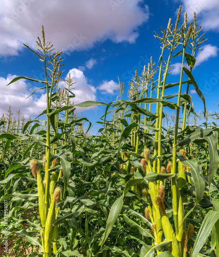 Agricultural field of ripening corn plants. Close up. On the top are the male flowers –  tassels and in the middle part of the plant are cobs with silks of the female flowers on the ears
