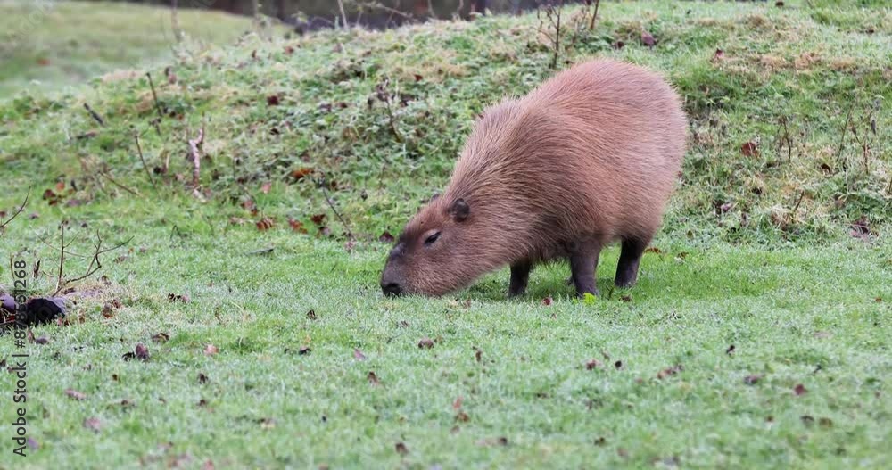 Capybara (Hydrochoerus hydrochaeris) Feeding on grass, 4K Video Capybara (Hydrochoerus hydrochaeris) Feeding on grass, 4K Video