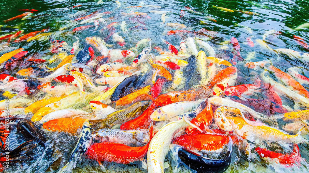Vibrant Koi Fish in a Pond with Colorful Patterns and Lively Movement Captured in High Detail Vibrant Koi Fish in a Pond with Colorful Patterns and Lively Movement Captured in High Detail