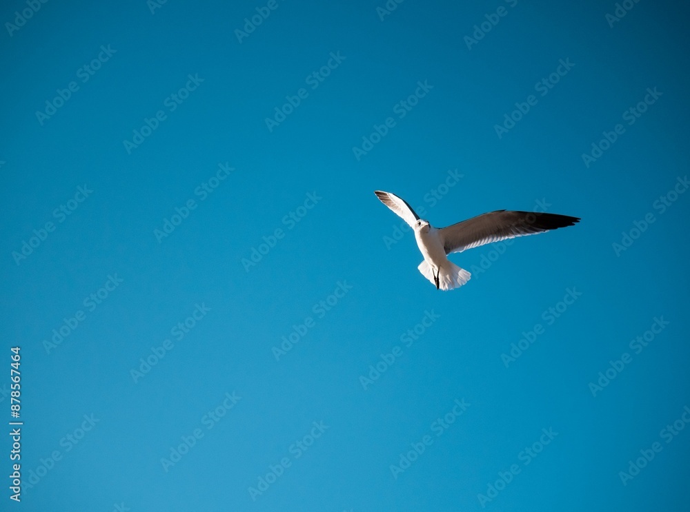 Obraz premium Seagull flying in the blue sky
