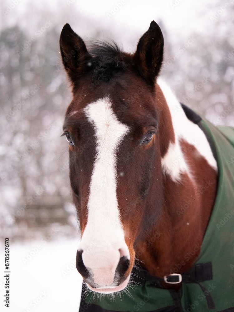 Brown and white horse in the snow Brown and white horse in the snow