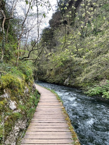 River in the forest