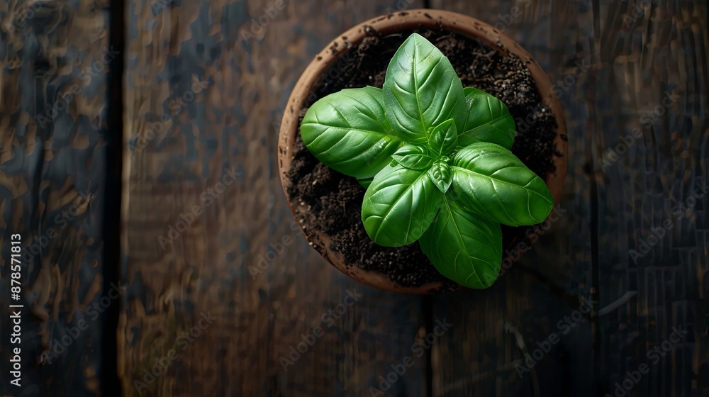 Close-up of a basil plant in a pot. Close-up of a basil plant in a pot.