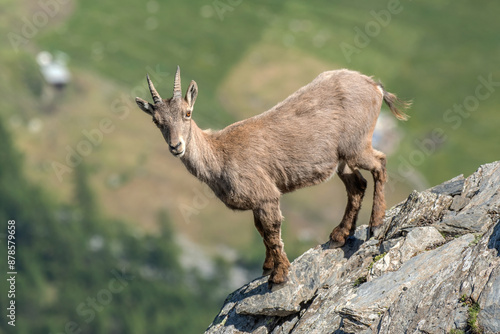 Obraz na płótnie Female alpine ibex (Capra ibex) or wild mountain goat, facing a steep cliff on a sunny summer day in the Italian Alps on blurred valley background, Piedmont, Monviso natural Park. Horizontal. w salonie