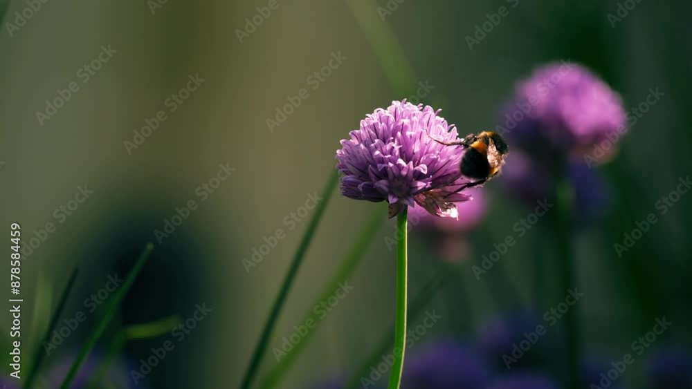 Bumble bee pollinates German Garlic purple flower Bumble bee pollinates German Garlic purple flower