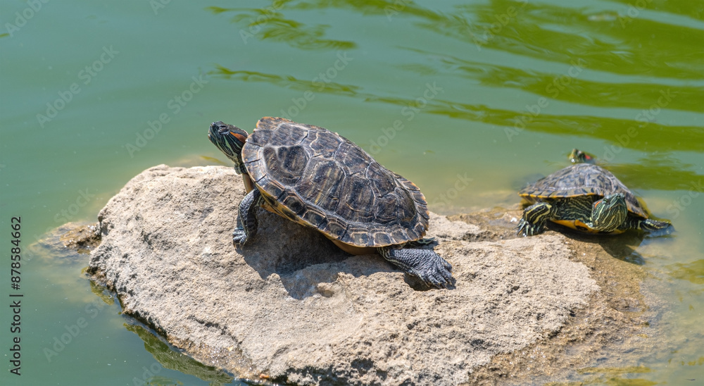 turtles basking and swimming in the sun turtles basking and swimming in the sun