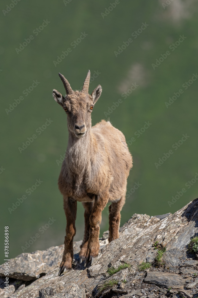 Alpine ibex or wild mountain goat taken above a mountain top against blurred green meadows background, Capra ibex, Female, Alps, italy.