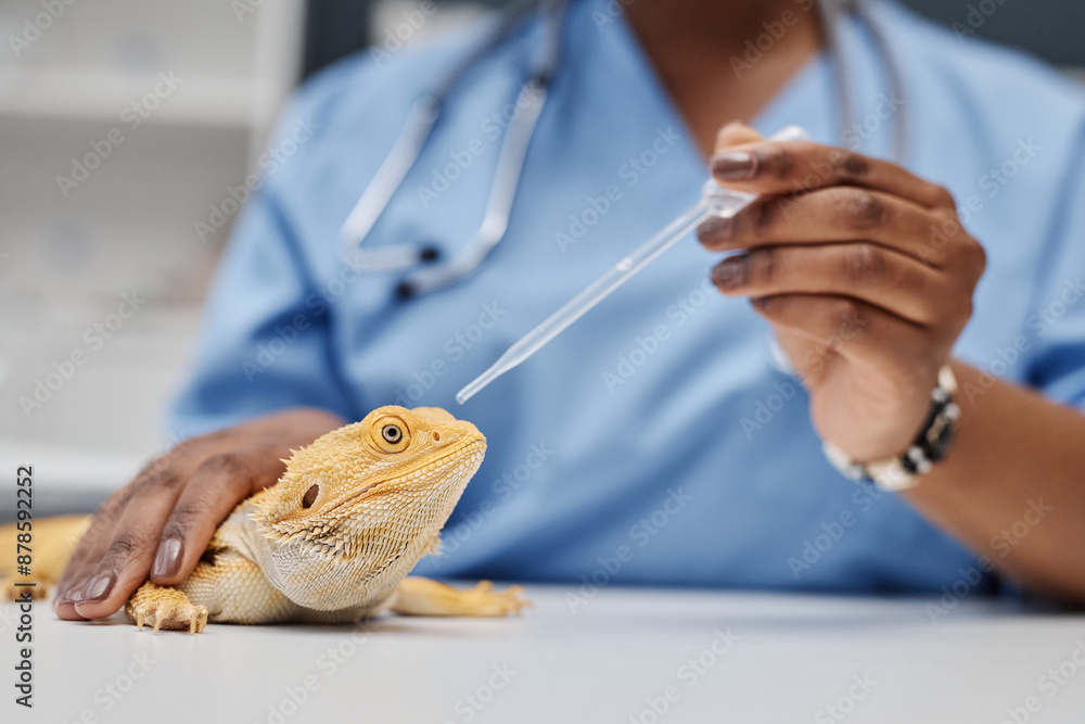 Obraz premium Side view shot of female reptile veterinarian of Black ethnicity giving bearded dragon eye drops cleaning his eyes treating infection, copy space