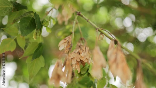 
The video showcases green maple seeds hanging from a branch in summer. Sunlight softly filters through the leaves, creating a beautiful bokeh effect in the background. photo