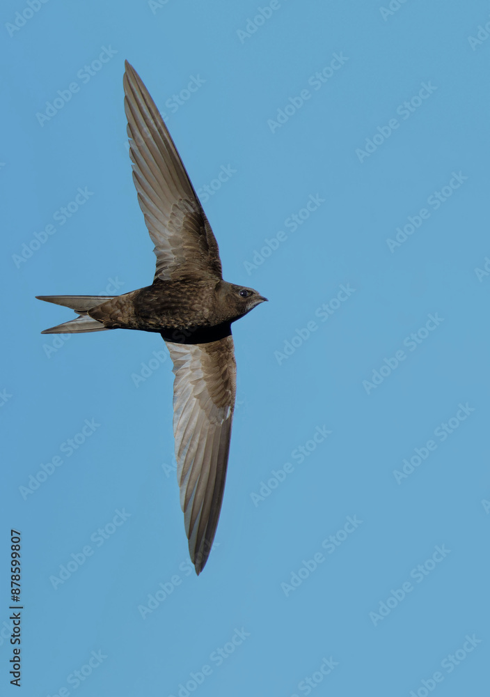 Obraz premium Common Swift (Apus apus) in flight. Bird in flight.