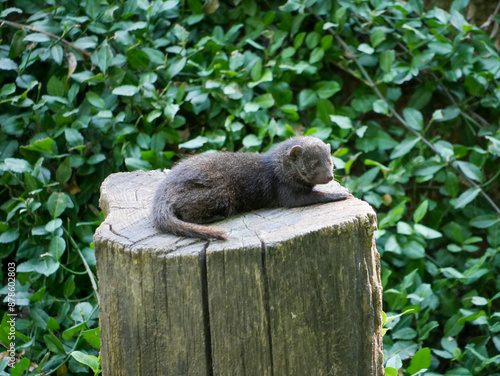 Mongoose Sunbathing on Stump