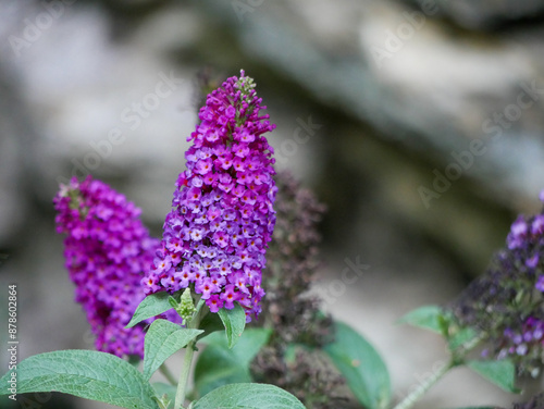 Cluster of Purple Flowers Sticking out of Bush