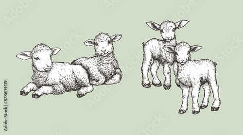 Hand drawn sketch lambs set. Farm animals vintage woodcut engraving style. Vector illustrations collection.
