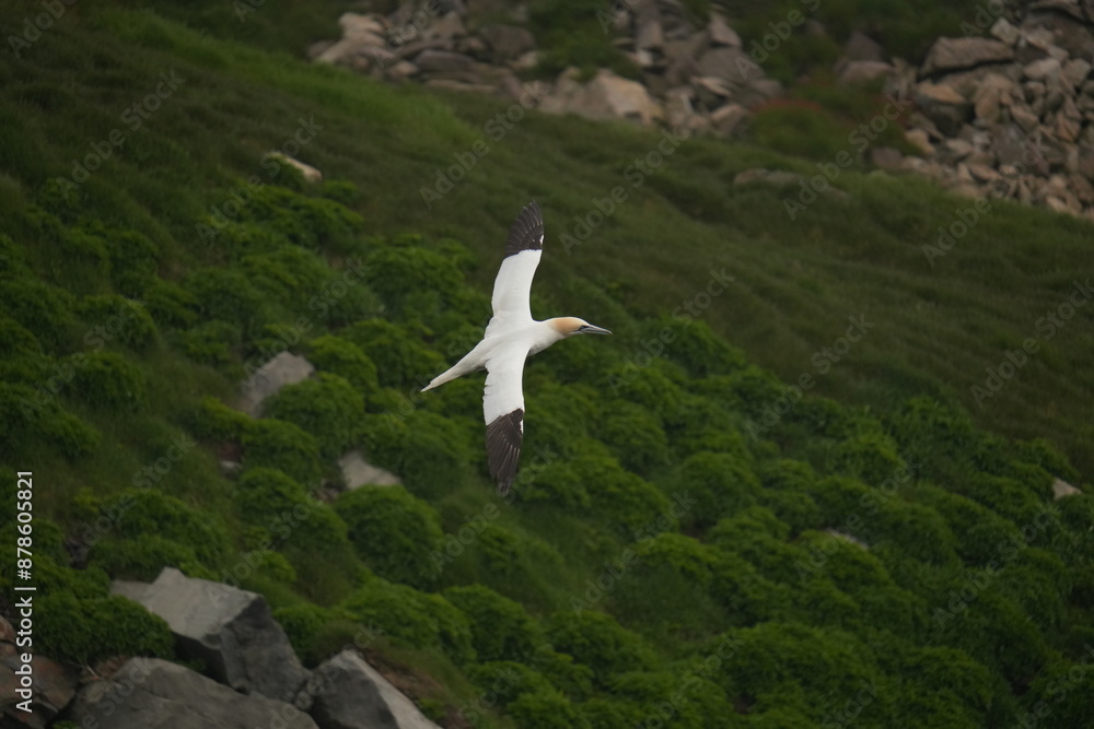 Fototapeta premium Northern Gannet in flight