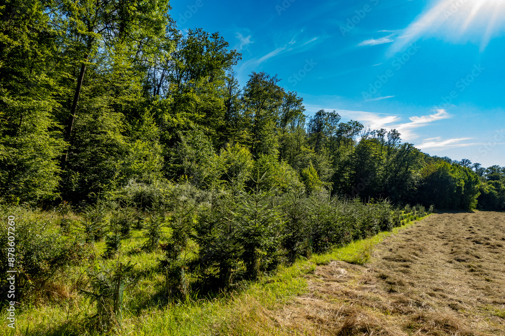 Wiederaufforstung im Mischwald Wiederaufforstung im Mischwald