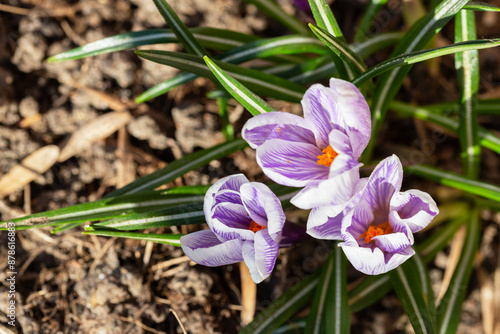 Purple Crocus Flowers in Spring. High quality photo