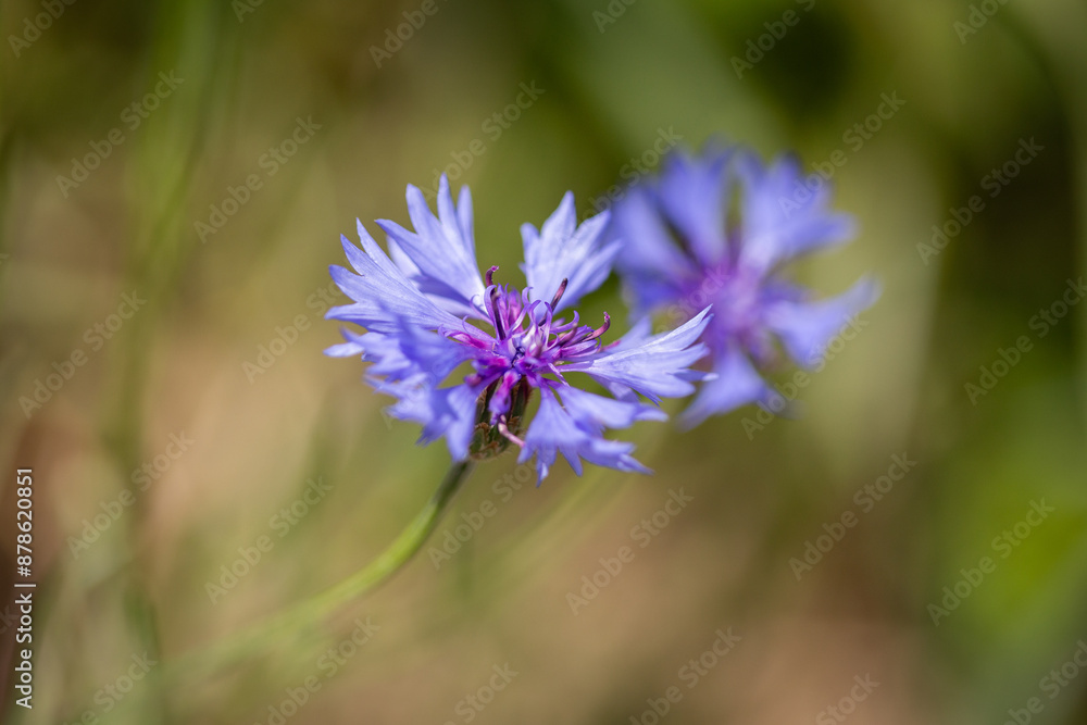 Cornflower. Cornflower.
