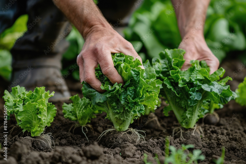 Farmer's hands harvesting fresh lettuce with roots attached Farmer's hands harvesting fresh lettuce with roots attached