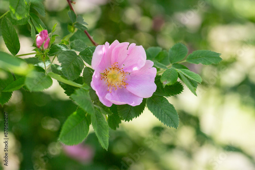 May rose, known as Rosa majalis or Rosa cinnamomea is pink, medicinal, flowering, deciduous shrub plant, selective focus. photo