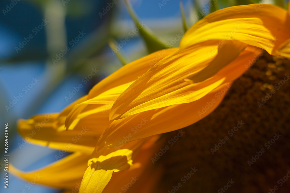 yellow sunflower petals on a blue sky background yellow sunflower petals on a blue sky background