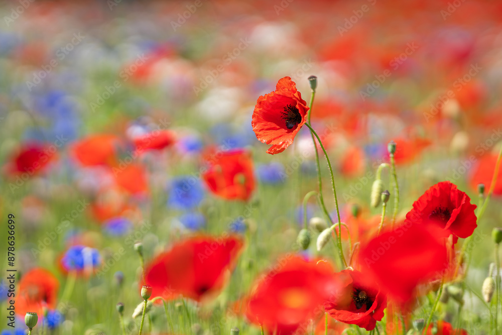 Poppies (papaver rhoeas) in a flower field. Red poppies starting to bloom in wildflower field. Selective focus. Cover design. Wallpaper Poppies (papaver rhoeas) in a flower field. Red poppies starting to bloom in wildflower field. Selective focus. Cover design. Wallpaper