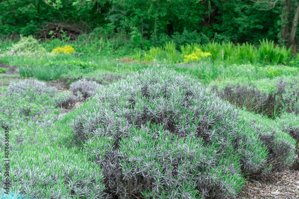 Obraz premium Young bushes lavender new growth in spring. Pruning seedlings lavandula angustifolia and spring lavender shoots. Using perfume ingredient and alternative medicine. Lavender oil has nature antiseptic.