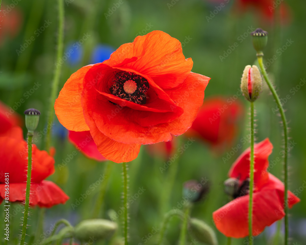 Red poppy flower close up on blurry poppy field background. Field Poppy (papaver rhoeas), also known as Common Poppy, close up of a single flower standing proud above a field of other poppies. Red poppy flower close up on blurry poppy field background. Field Poppy (papaver rhoeas), also known as Common Poppy, close up of a single flower standing proud above a field of other poppies.
