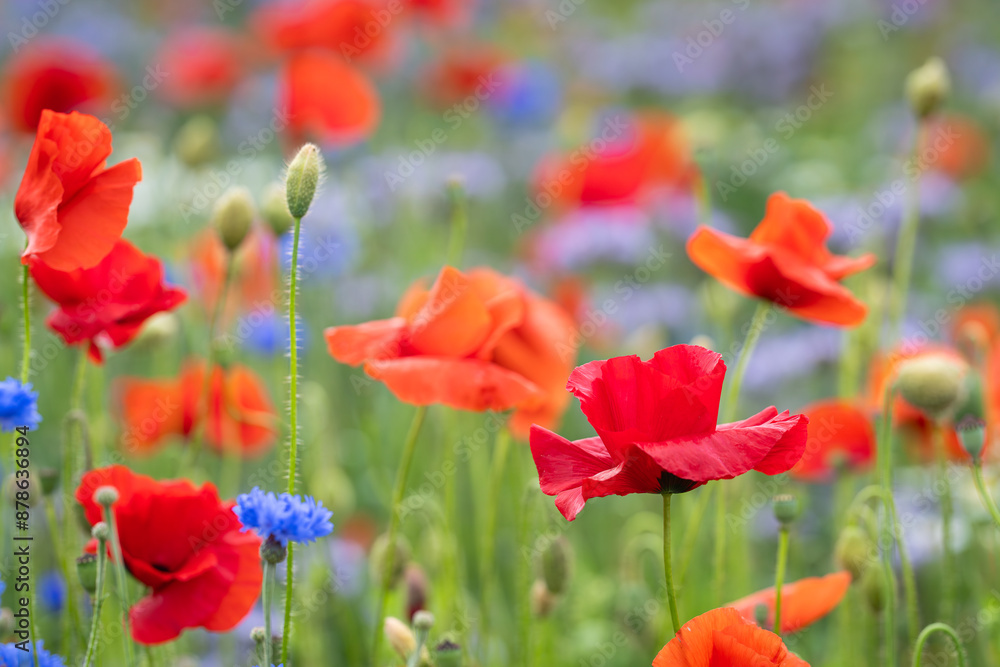 Poppies (papaver rhoeas) in a flower field. Red poppies starting to bloom in wildflower field. Selective focus. Cover design. Wallpaper Poppies (papaver rhoeas) in a flower field. Red poppies starting to bloom in wildflower field. Selective focus. Cover design. Wallpaper