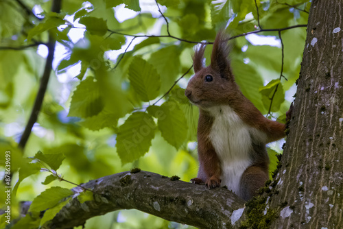 Eurasian Red Squirrel on hornbeam tree © Aleksander Bolbot