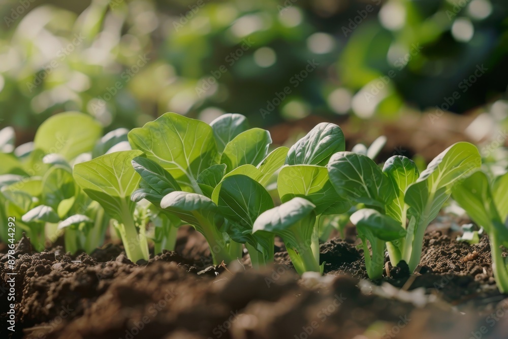 Obraz premium Close up of vibrant small green plants sprouting from soil, Bok choy depicted as part of a larger vegetable garden scene