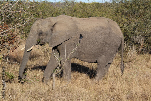 Elefant in der freien Natur photo