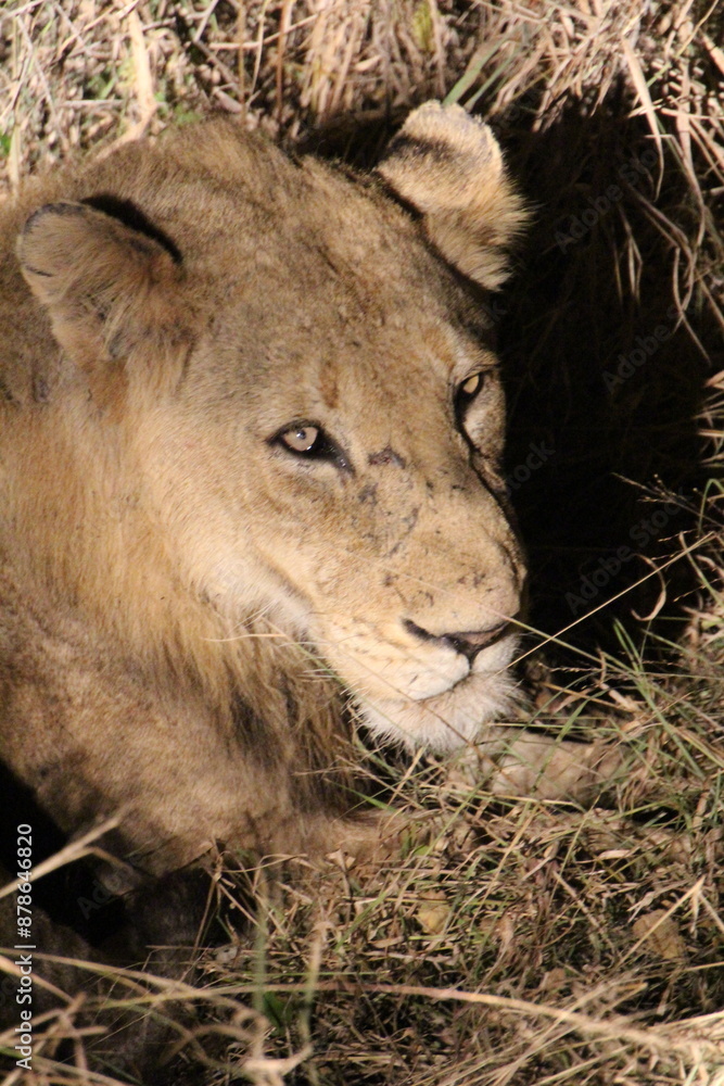 Fototapeta premium Löwenkopf