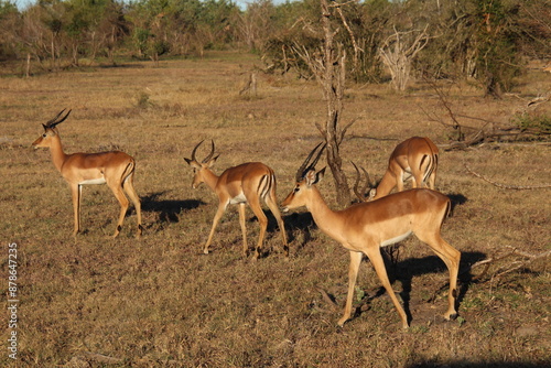 impalas photo