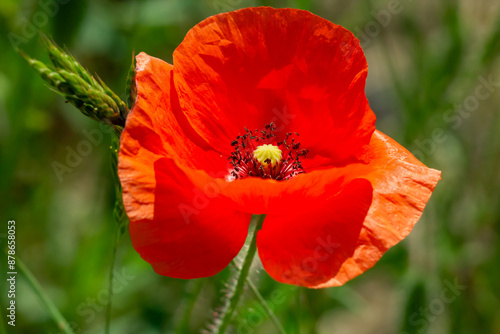Large red poppies on a background of green leaves. Red flowers.