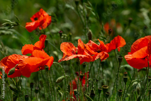 Red flowers. Large red poppies on a background of green leaves.
