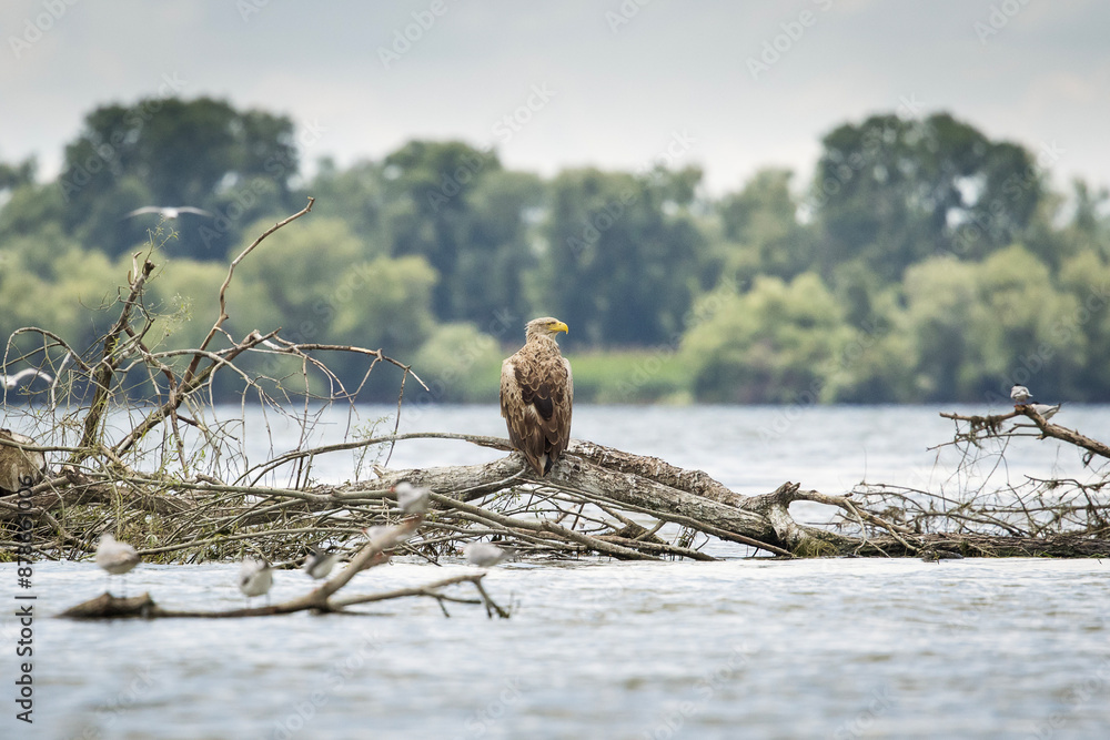 White tailed eagle in wild nature