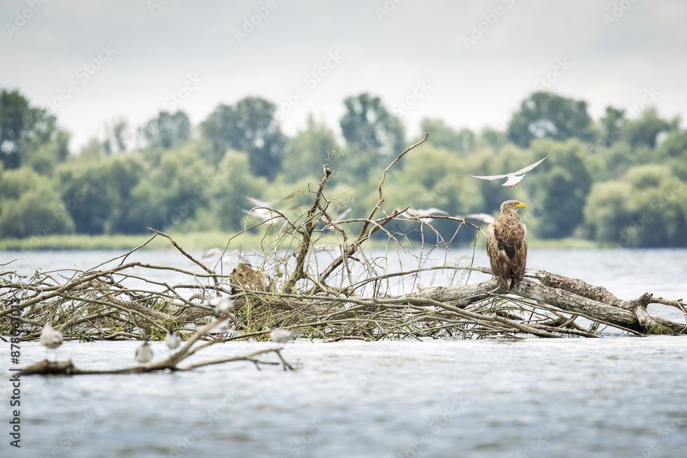 White tailed eagle in wild nature
