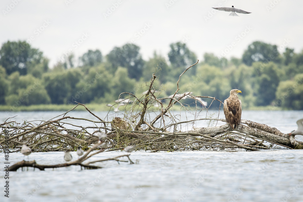 White tailed eagle in wild nature