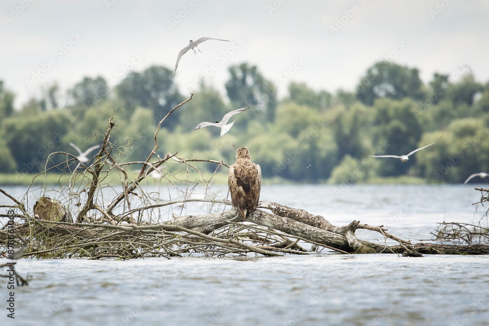 White tailed eagle in wild nature