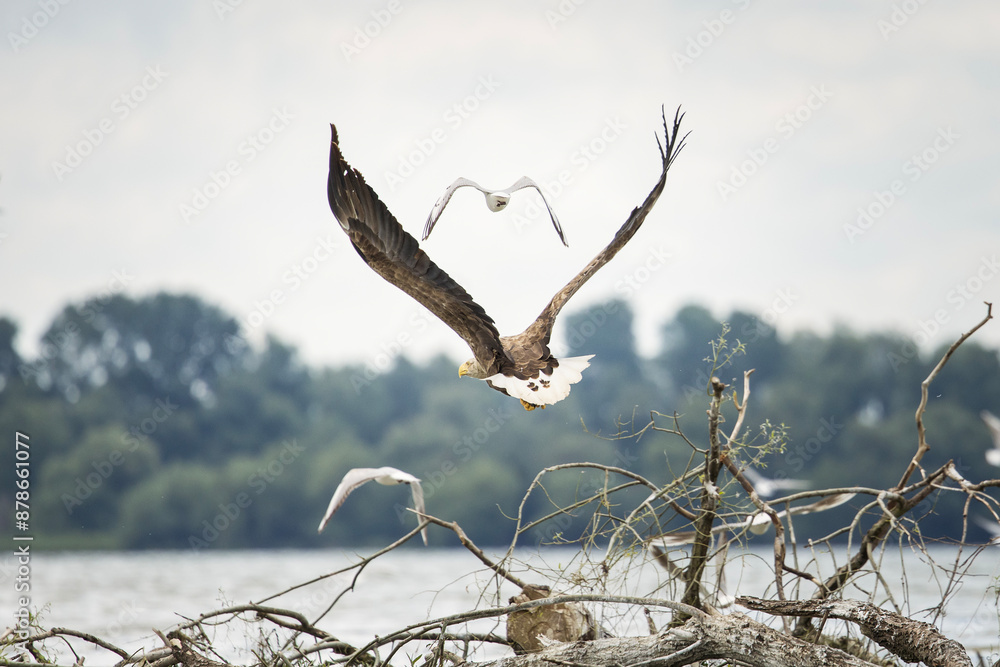 White tailed eagle in wild nature