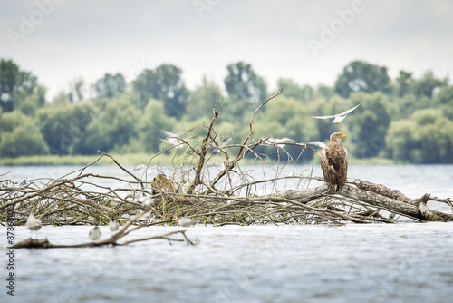 Obraz na płótnie White tailed eagle in wild nature w salonie