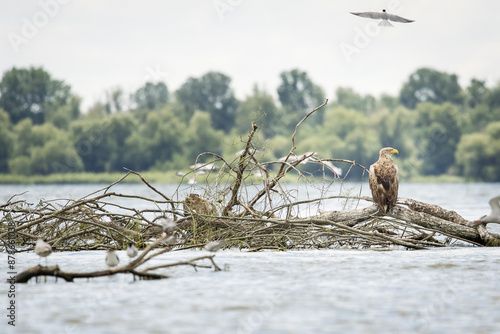 Obraz na płótnie White tailed eagle in wild nature w salonie